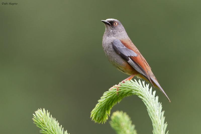 Maroon-backed Accentor (Accentors)