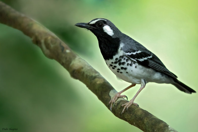 Slaty-backed Thrush (Thrushes and Allies)