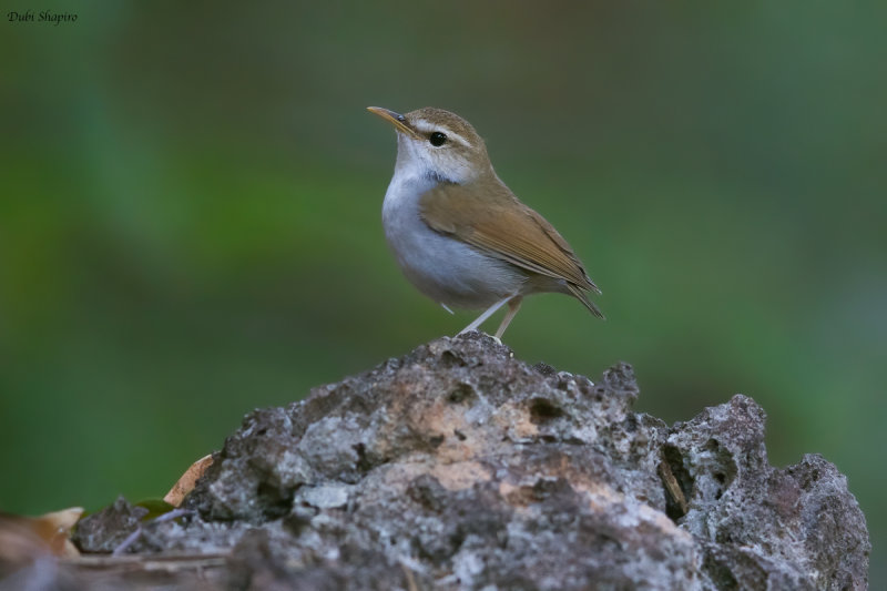 Timor Stubtail (Bush Warblers and Allies)