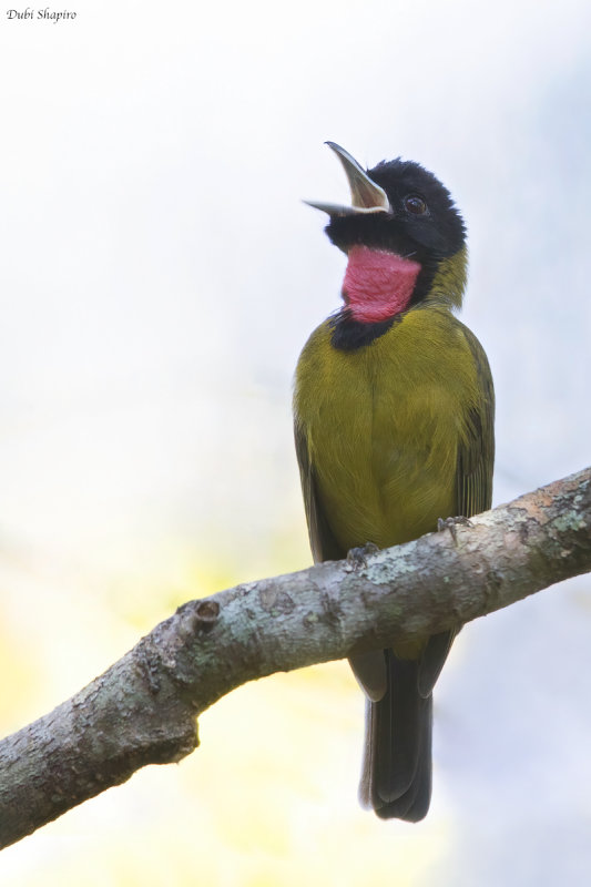 Bare-throated Whistler (Whistlers and Allies)