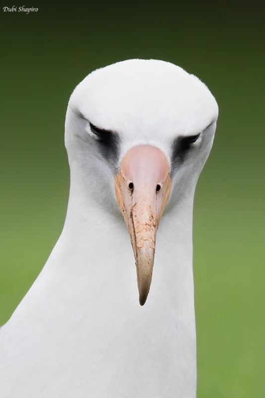 Laysan Albatross (Albatrosses)