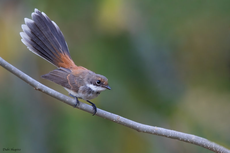 Supertramp Fantail (Fantails and Silktails)