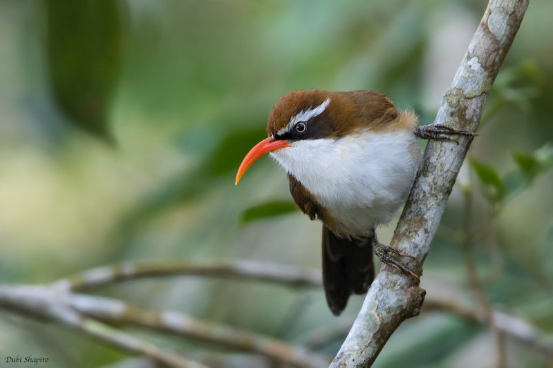Red-billed Scimitar Babbler (Tree Babblers, Scimitar Babblers, and Allies)