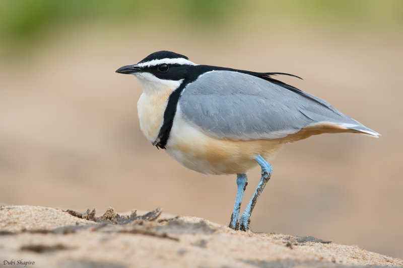 Egyptian Plover (Egyptian Plover)