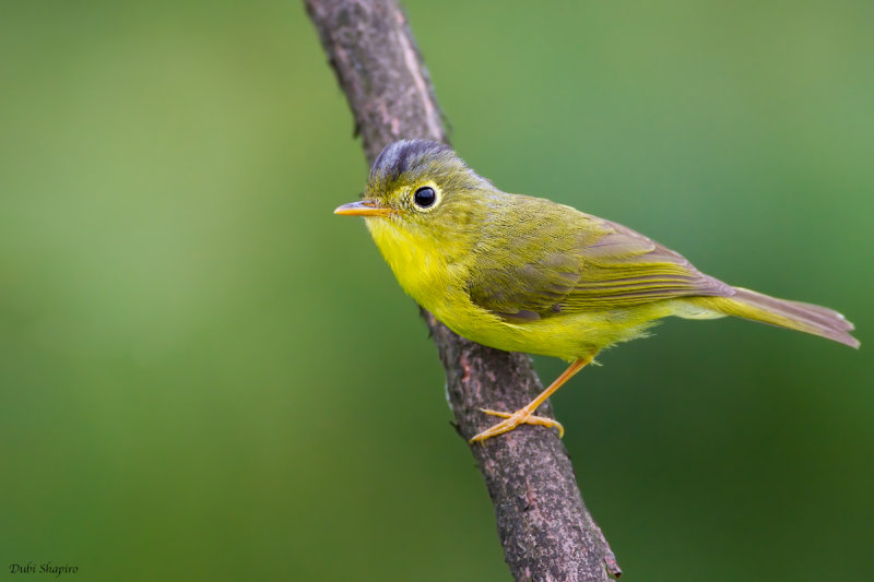 Martens's Warbler (Leaf Warblers)