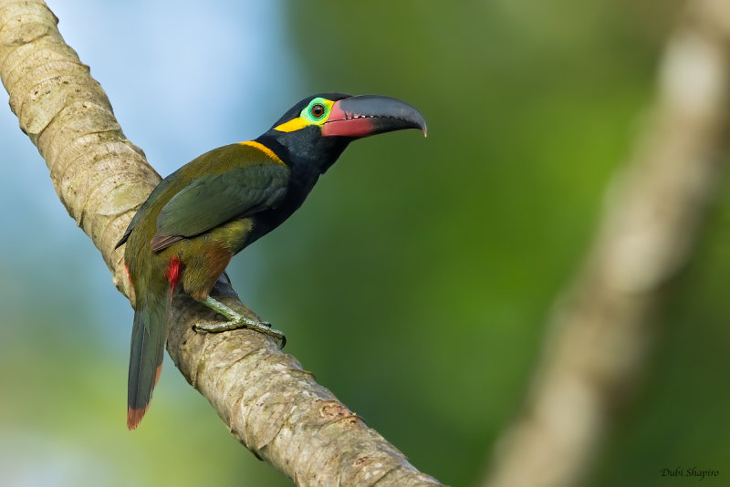 Guianan Toucanet (Toucans)