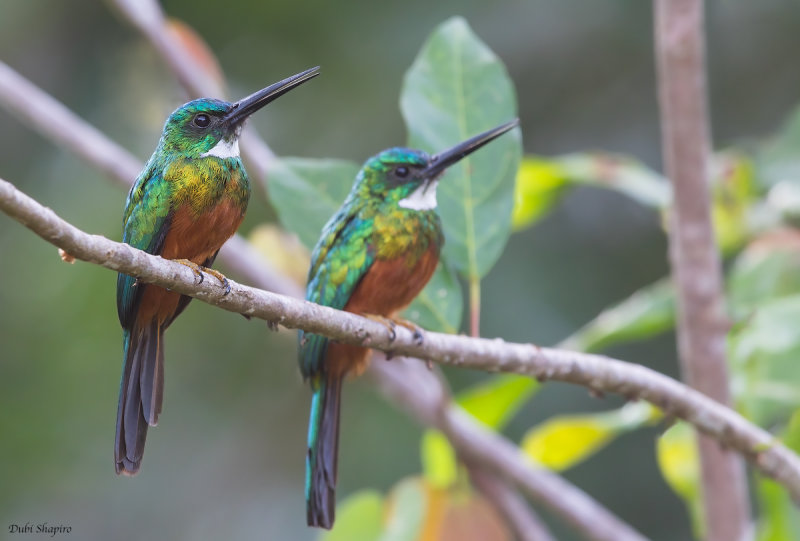 Green-tailed Jacamar (Jacamars)