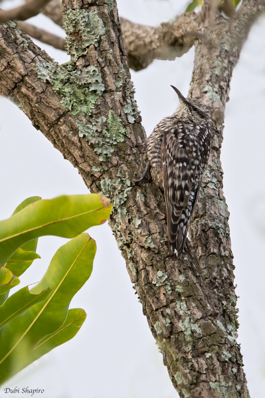 African Spotted Creeper (Spotted Creepers)