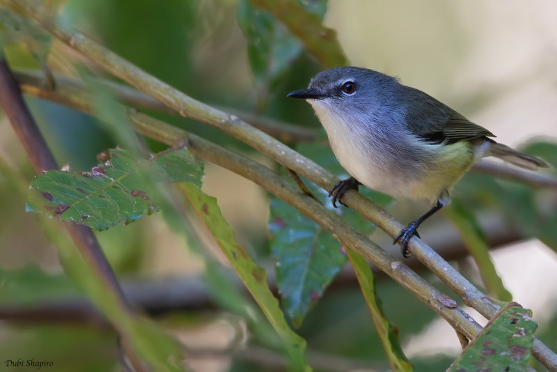 Fan-tailed Gerygone (Gerygones, Thornbills, Scrubwrens, and Allies)