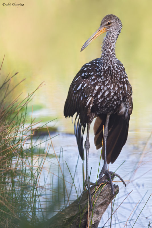 Limpkin (Limpkin)