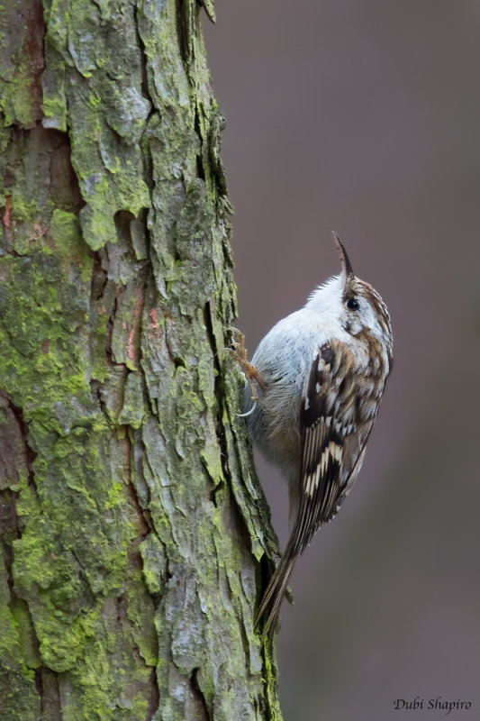 Short-toed Treecreeper (Treecreepers)