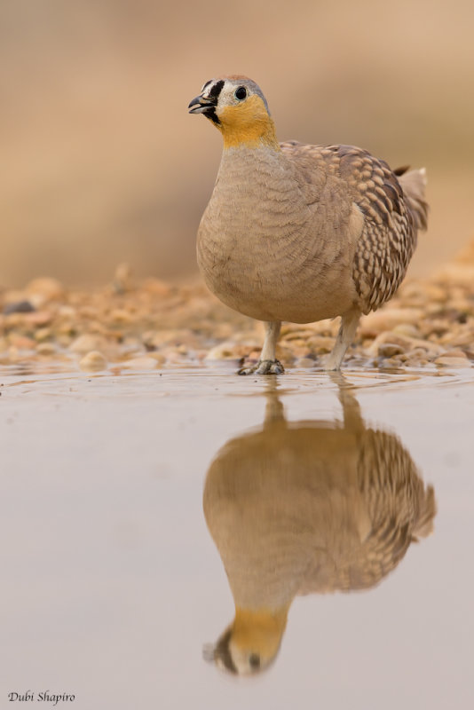 Crowned Sandgrouse (Sandgrouse)