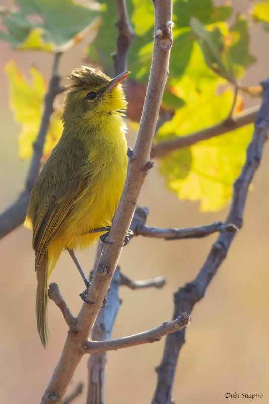 African Yellow Warbler (Reed Warblers and Allies)