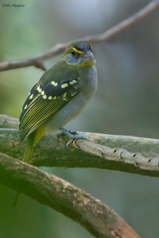 Yellow-throated Nicator (Nicators)