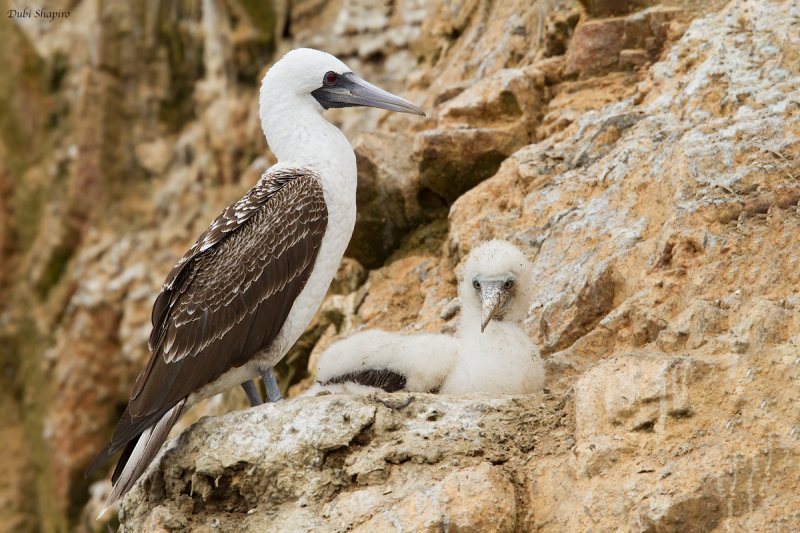 Peruvian Booby (Boobies and Gannets)