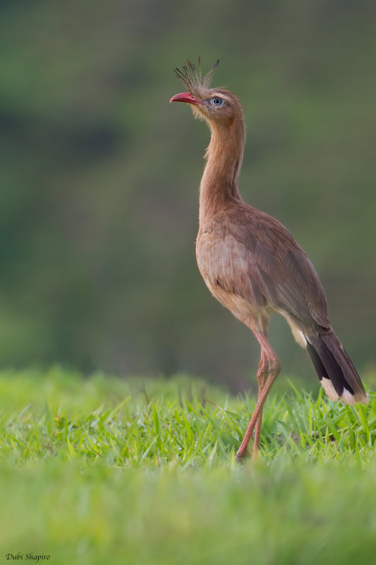 Red-legged Seriema (Seriemas)