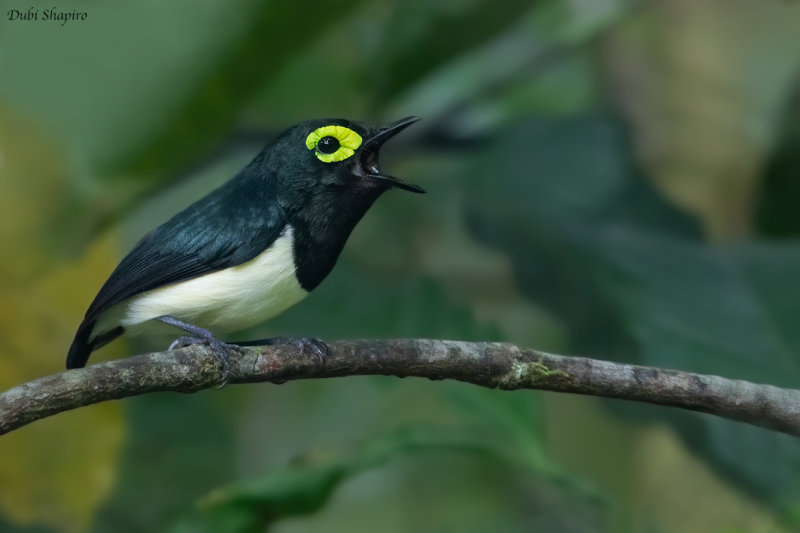 Black-necked Wattle-eye (Wattle-eyes and Batises)