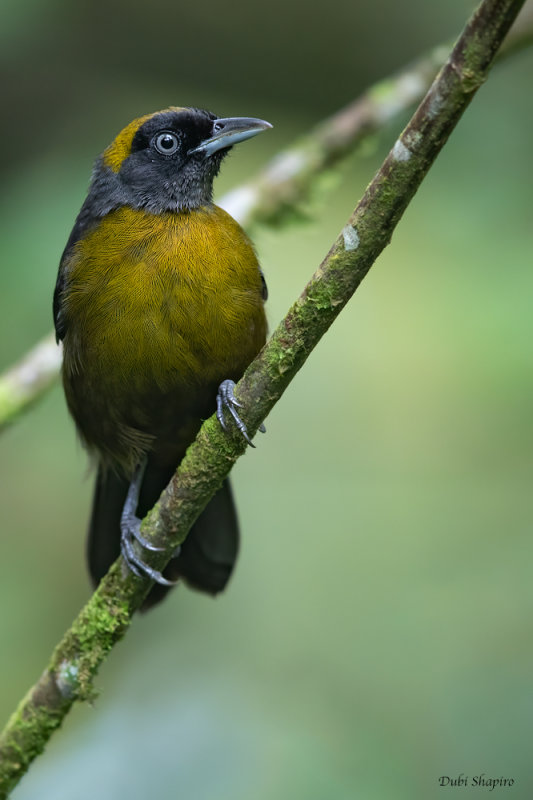 Dusky-faced Tanager (Mitrospingid Tanagers)