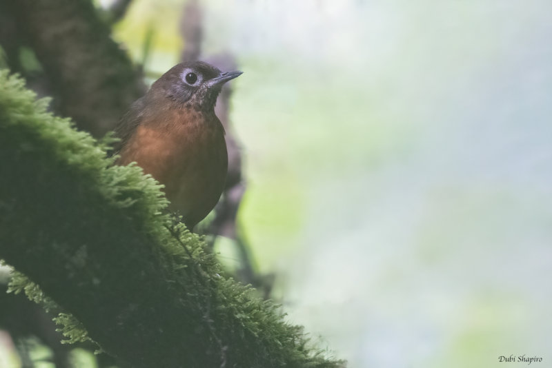 Spot-throat (Dapple-throat and Allies)