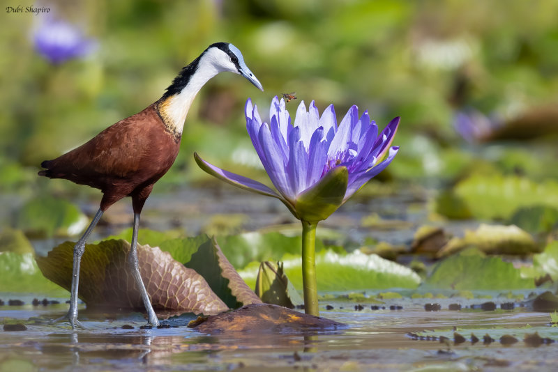 African Jacana (Jacanas)