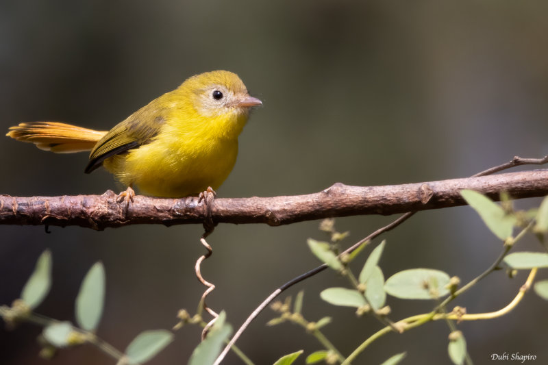 Livingstone's Flycatcher (Yellow Flycatchers)