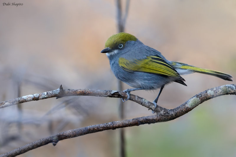 Slaty Vireo (Shrike-babblers, Erpornis, and Vireos)
