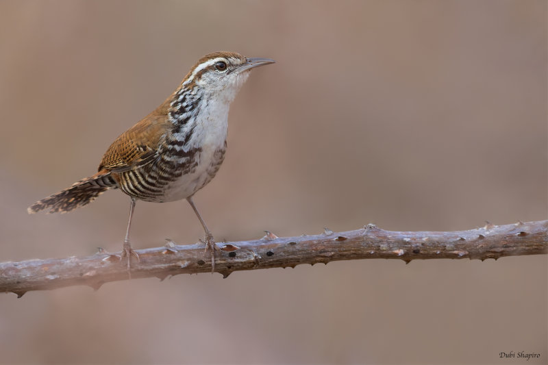 Banded Wren (Wrens)