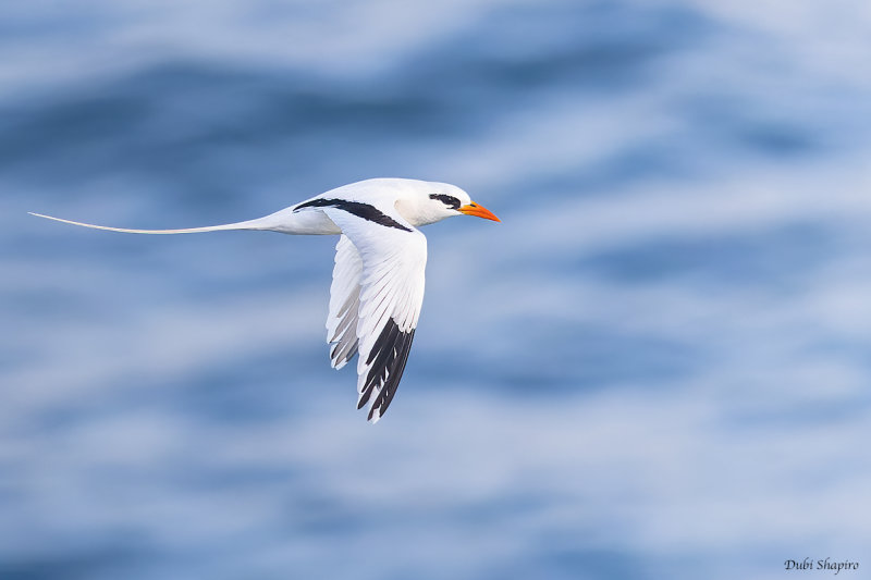 White-tailed Tropicbird (Tropicbirds)