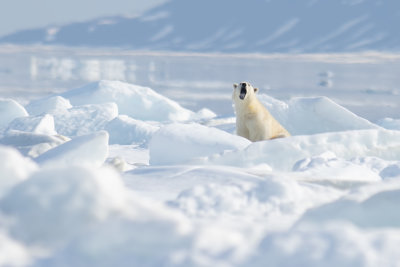 Svalbard