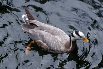 Bar Headed Goose, Seaworld, Orlando, Florida.