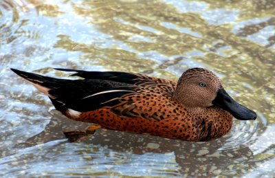 Red Shoveler, Seaworld, Orlando, Florida.