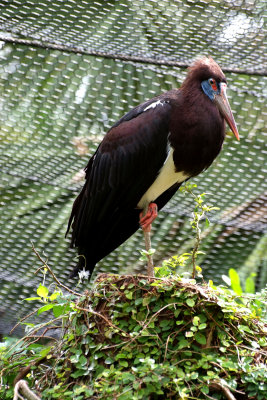 Abdim's (White Bellied) Stork , Busch Gardens, Tampa, Florida.