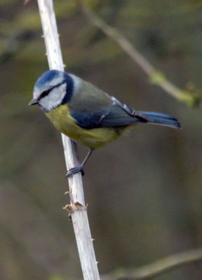 Blue Tit, Oundle.