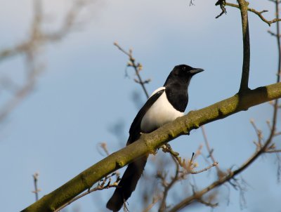 Magpie, Wat Tyler Park, Pitsea.