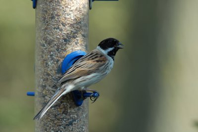 Reed Bunting, Barnwell Country Park, Oundle.