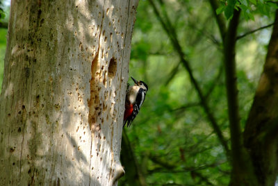 Great Spotted Woodpecker, Oundle.