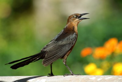 Grackle, Flamingo Hotel, Las Vegas