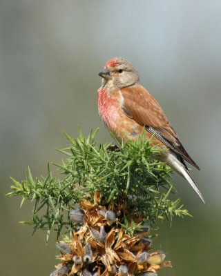 Linnet (Male) Gunners Park, Shoeburyness.
