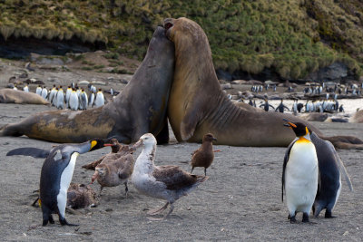 Antarctica