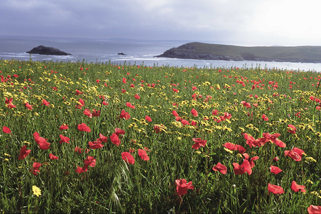 A photograph with a field of wildflowers and red poppies in the foreground and the sea in the background.