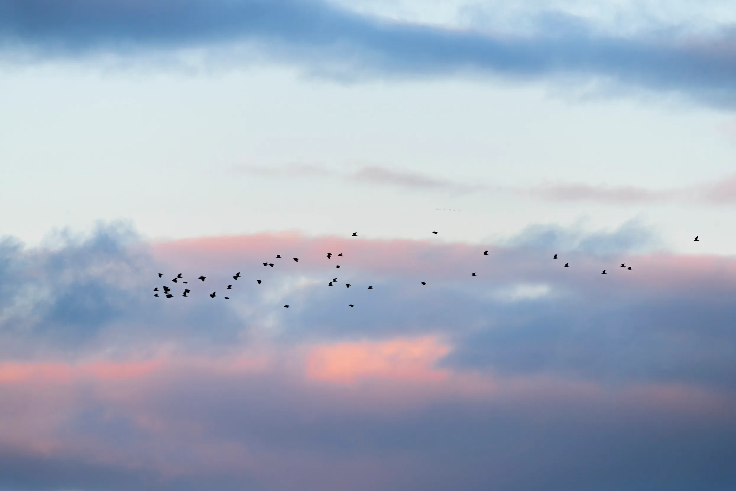 A flock of birds flying across a pink and blue sky, RSPB Blacktoft Sands