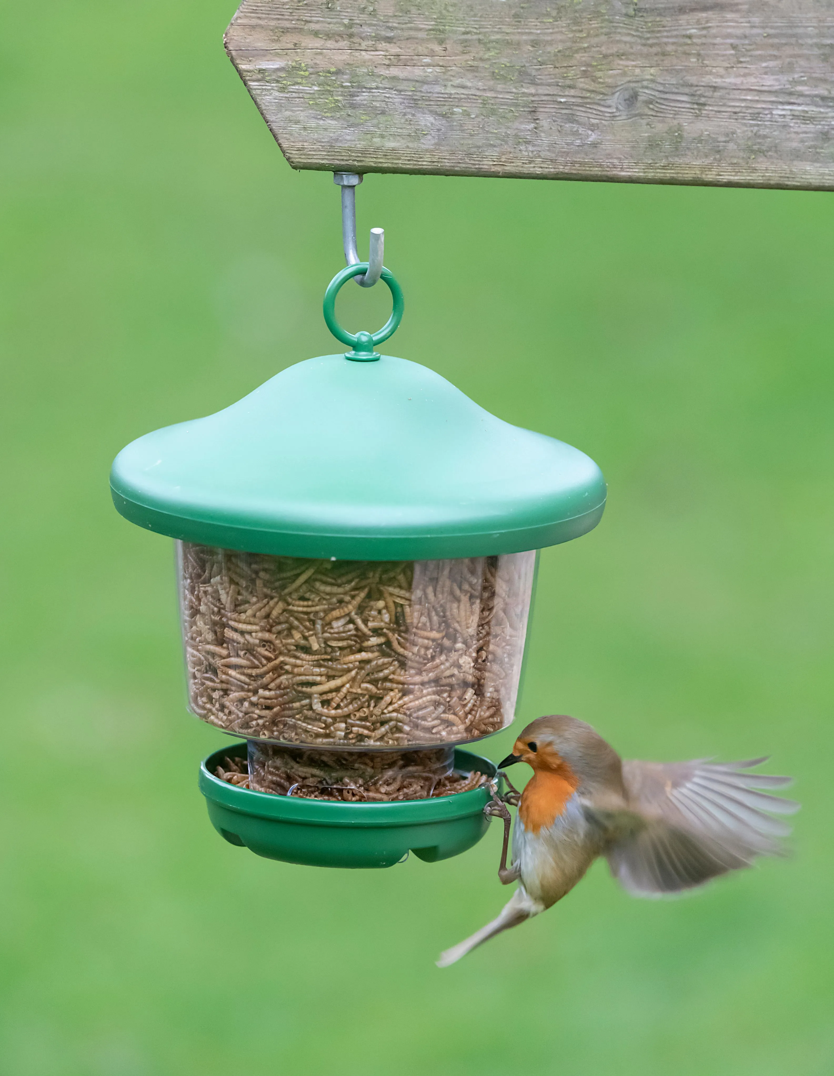 Robin and mealworm feeder.