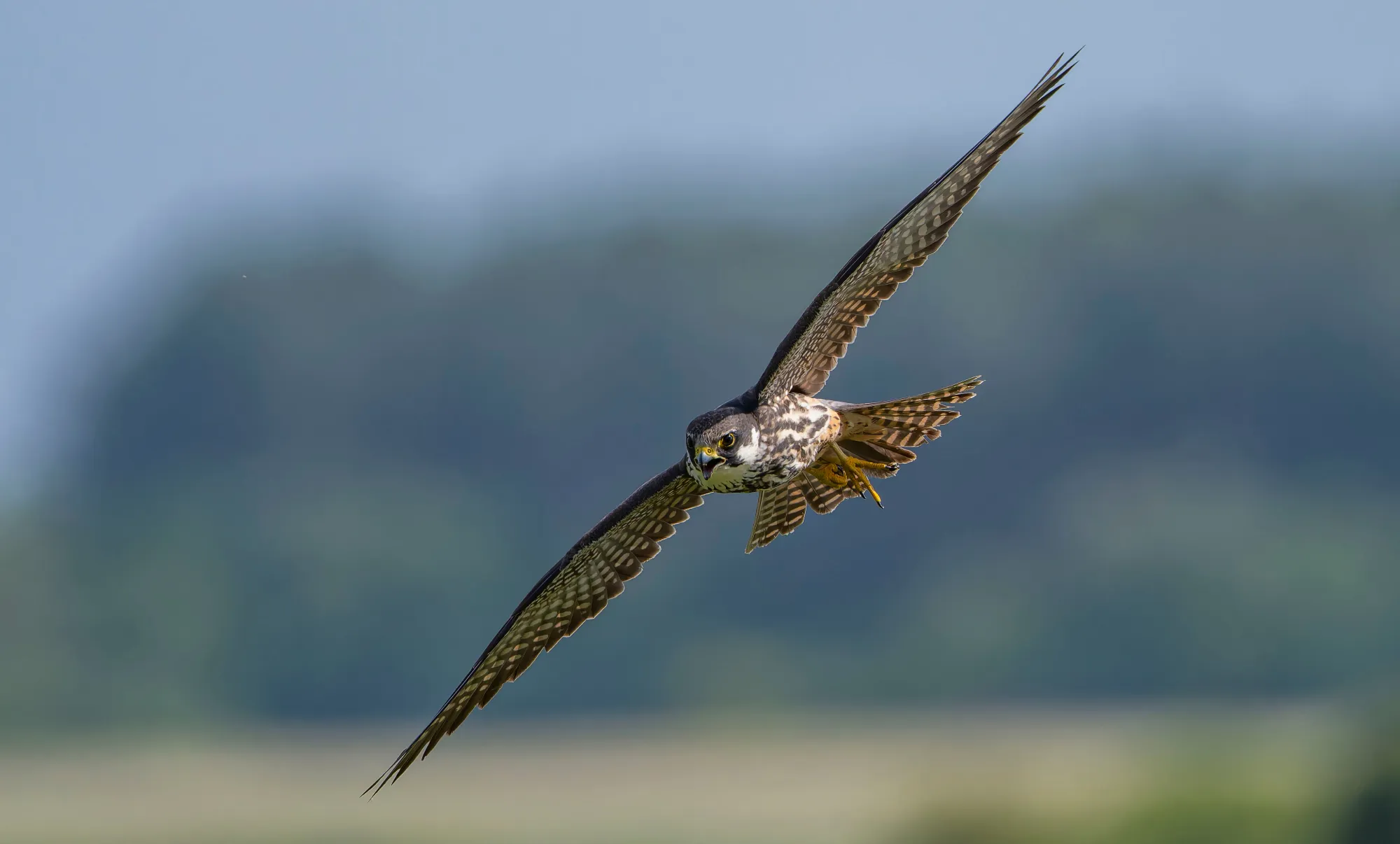 Adult Hobby in flight