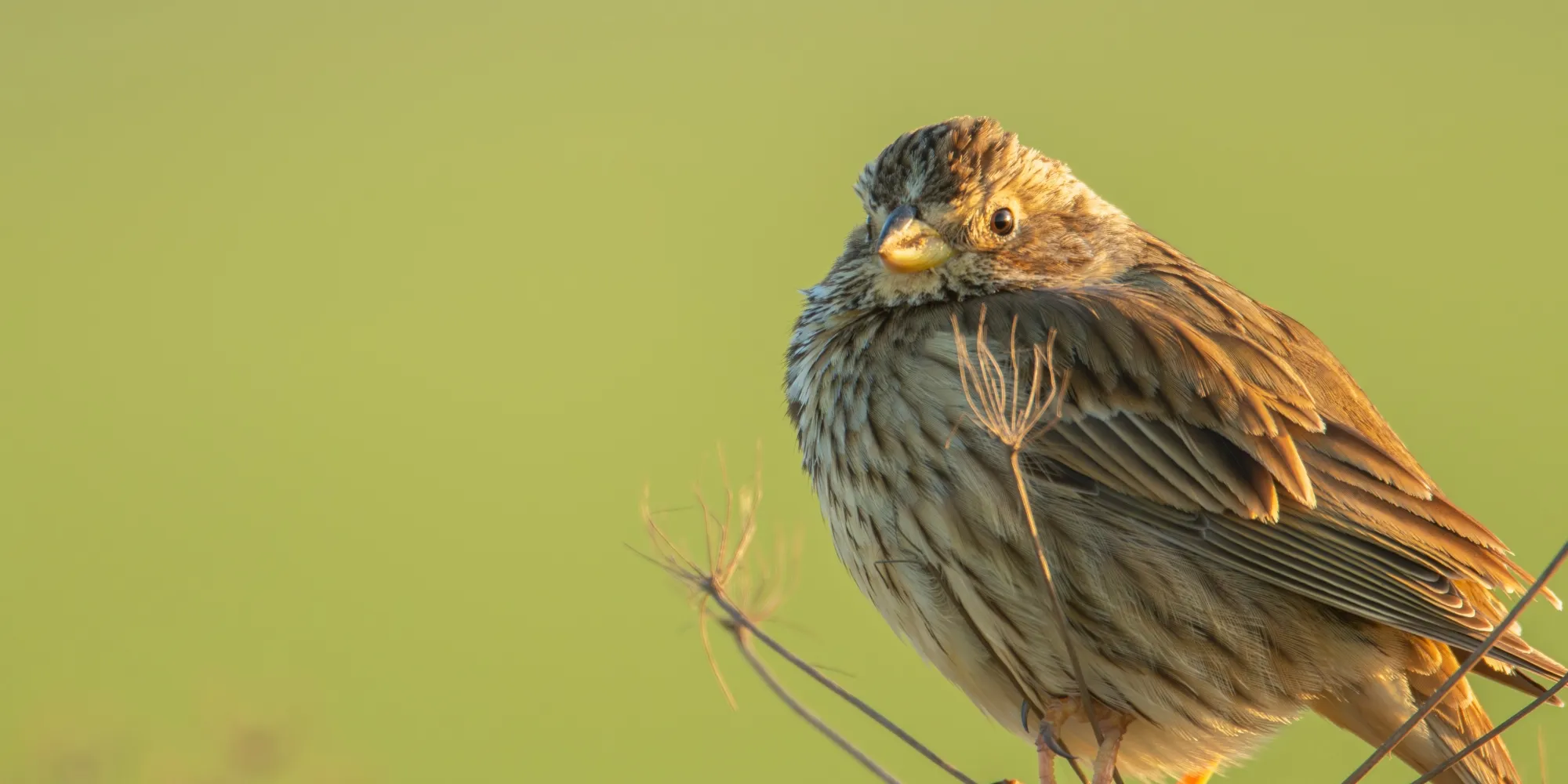 Corn Bunting, adult perched on stem