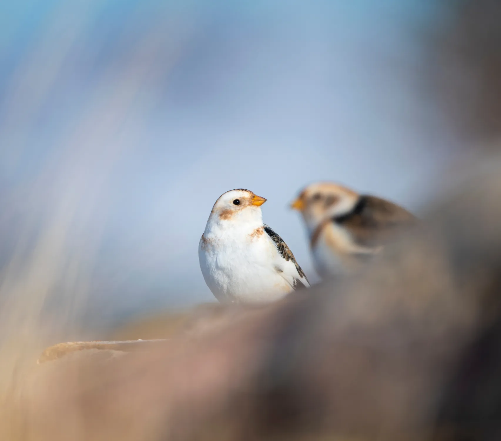 Snow Bunting, male and female stood on stone wall