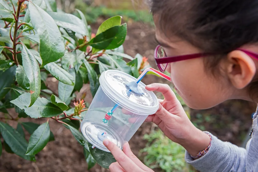 A child collecting a beetle from a leaf, using a DIY pooter - a clear plastic container with two straws attached to it to create a vacuum inside.