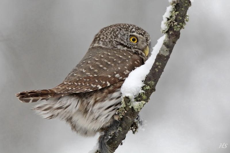 Varpuspöllö (Glaucidium passerinum).
