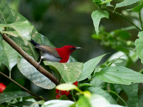 Javan Sunbird