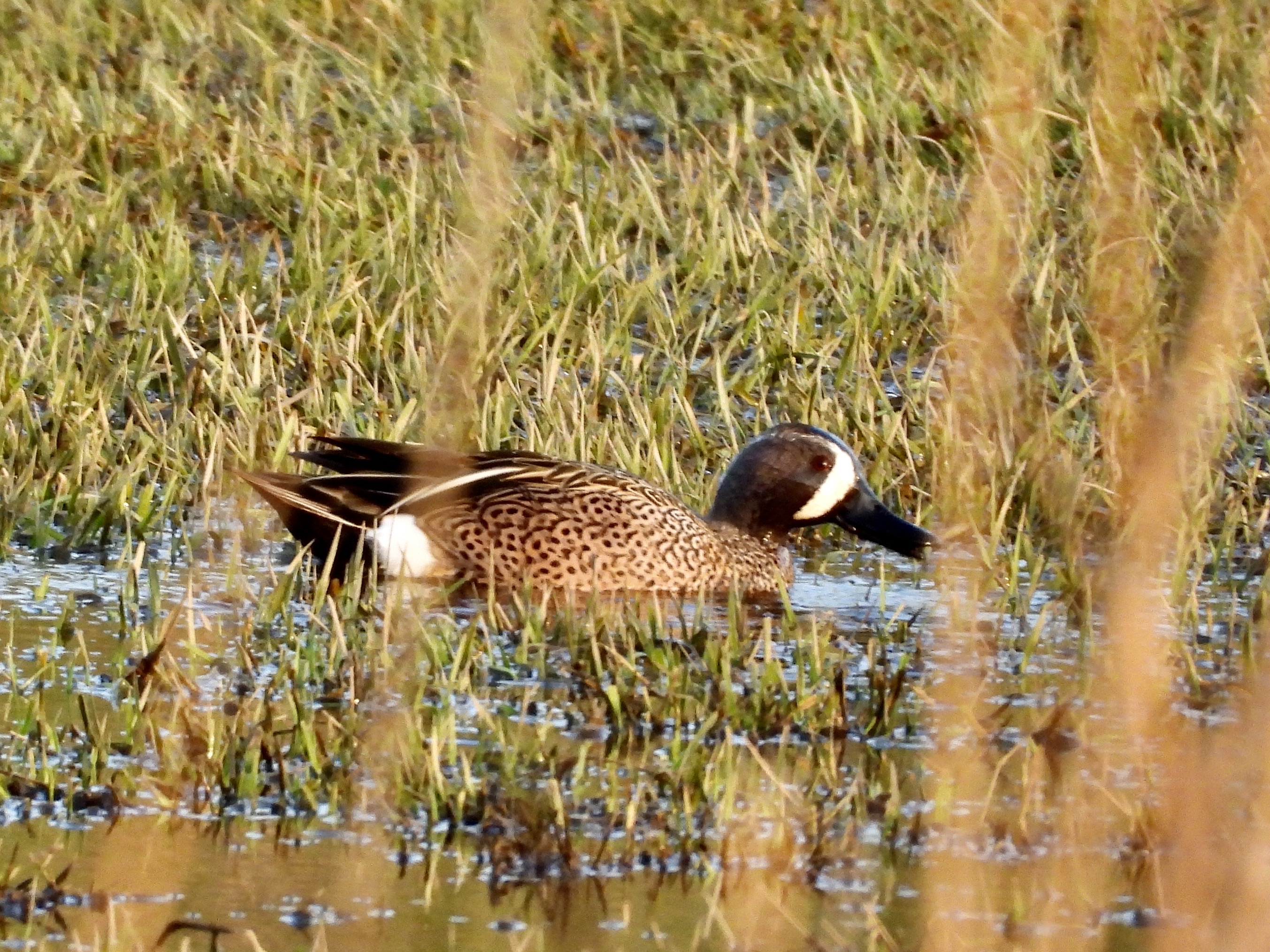 Drake Blue-winged Teal