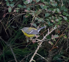Magnolia Warbler